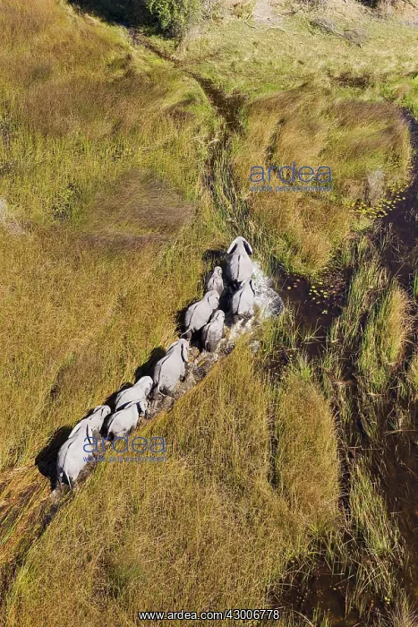 : African Elephant breeding herd roaming in a freshwater : African Elephant breeding herd roaming in a freshwater