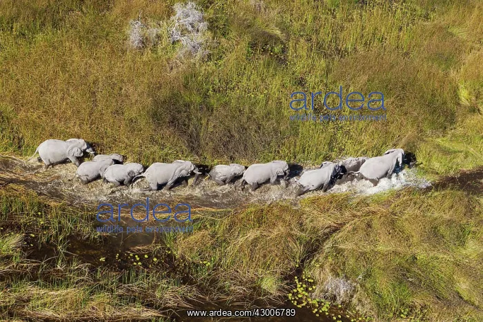 : African Elephant breeding herd roaming in a freshwater : African Elephant breeding herd roaming in a freshwater