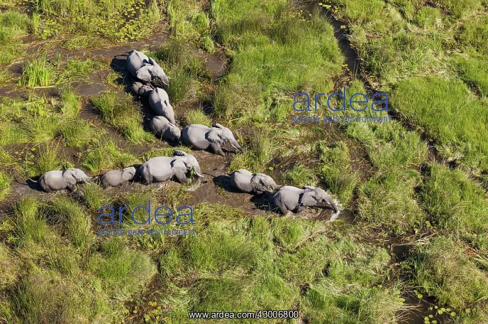 : African Elephant breeding herd roaming in a freshwater : African Elephant breeding herd roaming in a freshwater