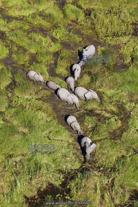 : African Elephant breeding herd roaming in a freshwater : African Elephant breeding herd roaming in a freshwater