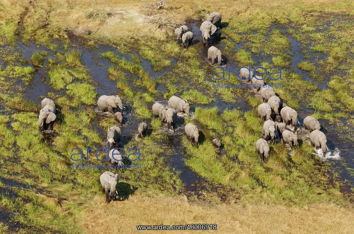 : African Elephant breeding herd roaming in a freshwater : African Elephant breeding herd roaming in a freshwater