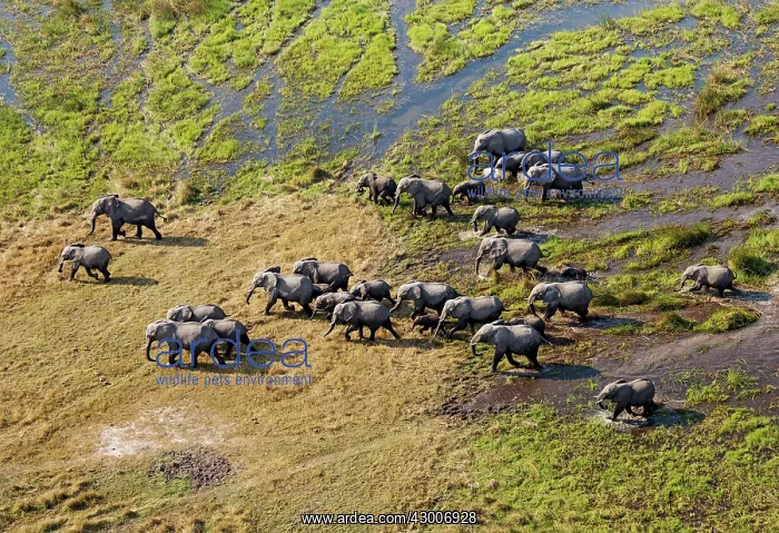 : African Elephant breeding herd roaming in a freshwater : African Elephant breeding herd roaming in a freshwater