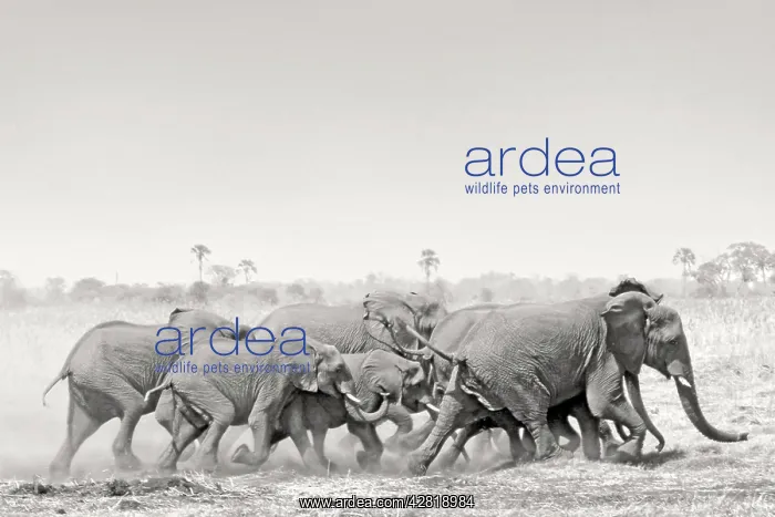 : African Elephant - breeding herd stampede across : African Elephant - breeding herd stampede across