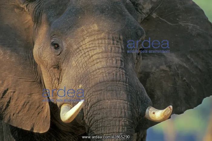: African Elephant Bull : African Elephant Bull