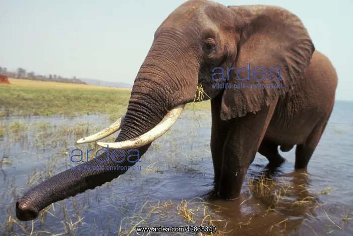: African Elephant - Bull : African Elephant - Bull