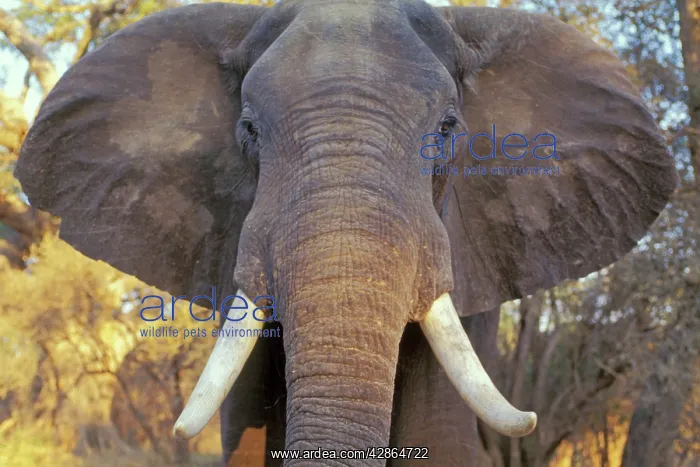 : African elephant Bull. Being aggressive : African elephant Bull. Being aggressive