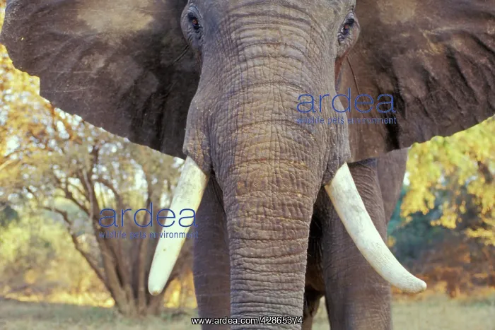 : African Elephant Bull - being aggressive : African Elephant Bull - being aggressive