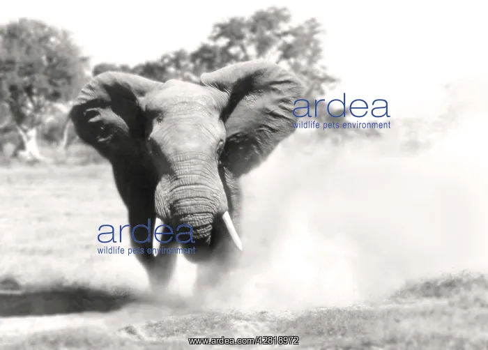  : African Elephant - bull displaying aggressive behaviour