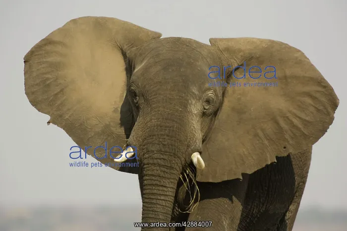: African Elephant - Bull displays his ears in order : African Elephant - Bull displays his ears in order
