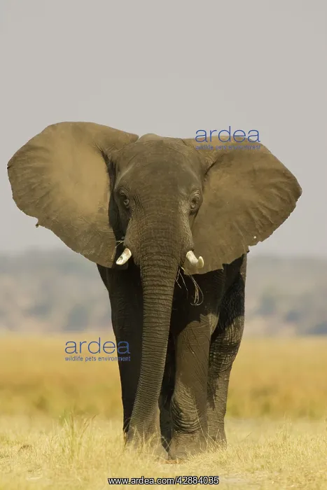 : African Elephant - Bull displays his ears in order : African Elephant - Bull displays his ears in order