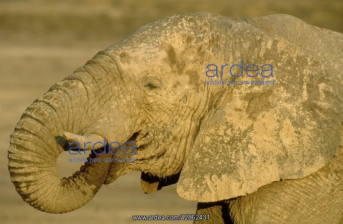 : African Elephant - bull drinking at a waterhole : African Elephant - bull drinking at a waterhole