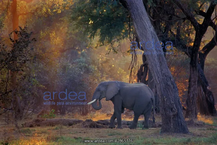 : African Elephant - Bull, Early morning : African Elephant - Bull, Early morning