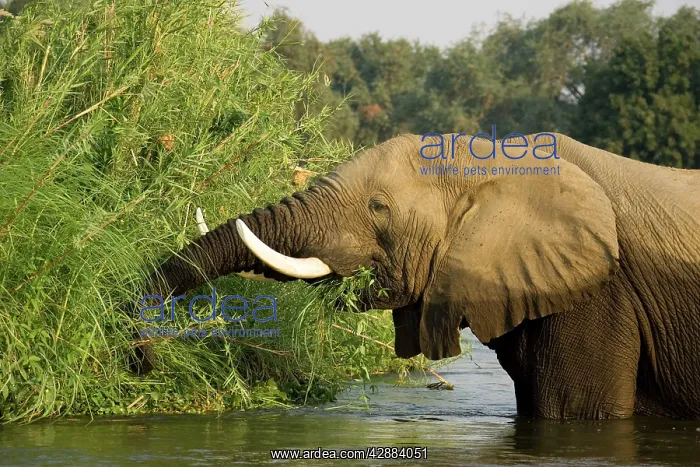 : African Elephant - Bull feeding on a grassy reed : African Elephant - Bull feeding on a grassy reed