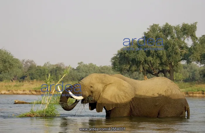 : African Elephant - Bull feeding on a little grass : African Elephant - Bull feeding on a little grass
