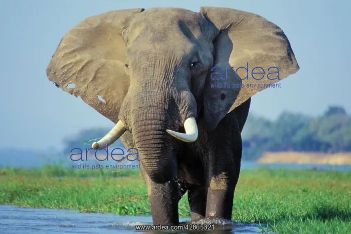 : African Elephant Bull - feeding in a river : African Elephant Bull - feeding in a river