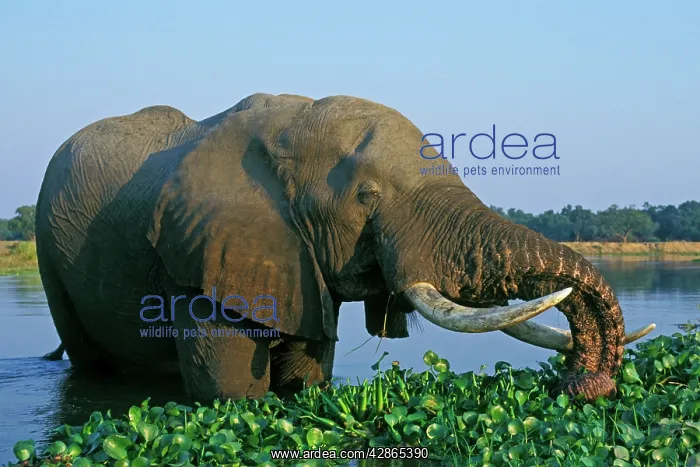 : African Elephant Bull - feeding in the river : African Elephant Bull - feeding in the river