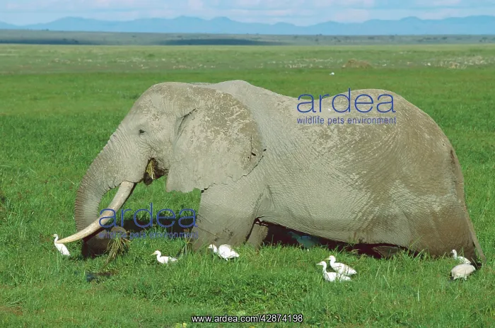  : African Elephant - bull feeding in swamp - birds