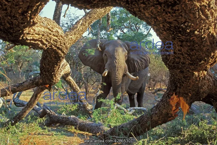 : African Elephant - Bull feeding on tree it has pushed over : African Elephant - Bull feeding on tree it has pushed over