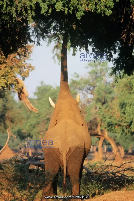 : African ELEPHANT - bull feedng on tree limbs : African ELEPHANT - bull feedng on tree limbs