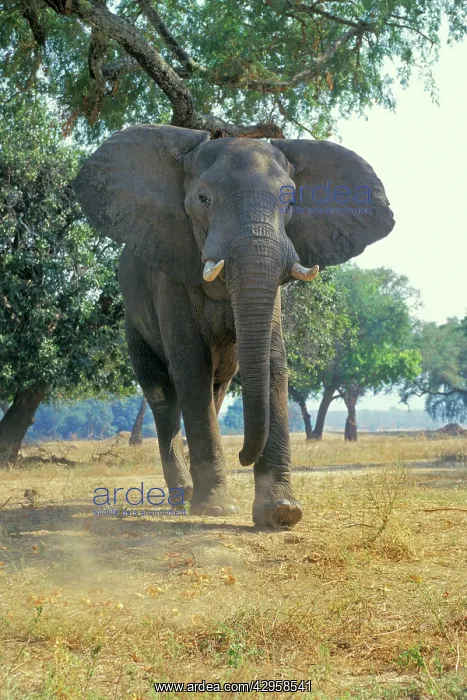 : African Elephant bull - giving photographer a bluff : African Elephant bull - giving photographer a bluff
