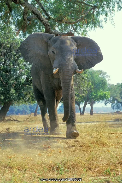 : African ELEPHANT bull - giving photographer a bluff charge : African ELEPHANT bull - giving photographer a bluff charge