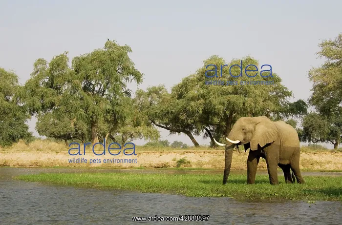 : African Elephant - Bull grazing on a little island : African Elephant - Bull grazing on a little island