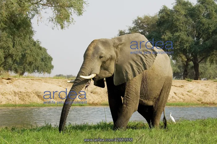  : African Elephant - Bull grazing on a little island