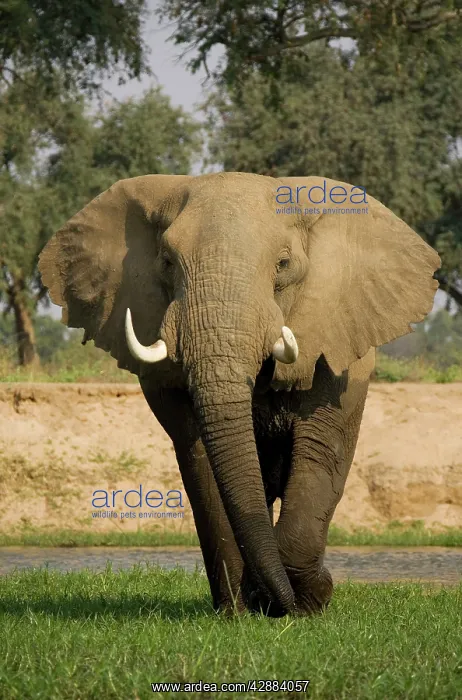  : African Elephant - Bull grazing on a little island