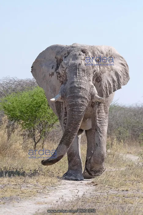 : African elephant bull (Loxodonta africana) walks : African elephant bull (Loxodonta africana) walks