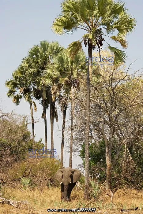 : African Elephant - Bull below Makalani or Lala : African Elephant - Bull below Makalani or Lala