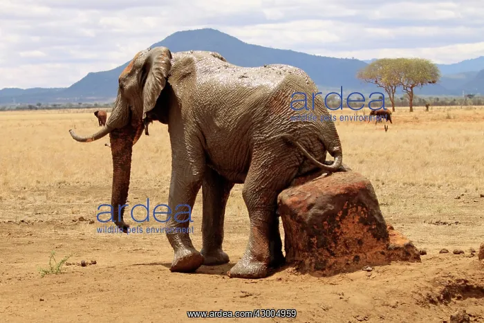 : African Elephant bull rubbing his back on a rock : African Elephant bull rubbing his back on a rock