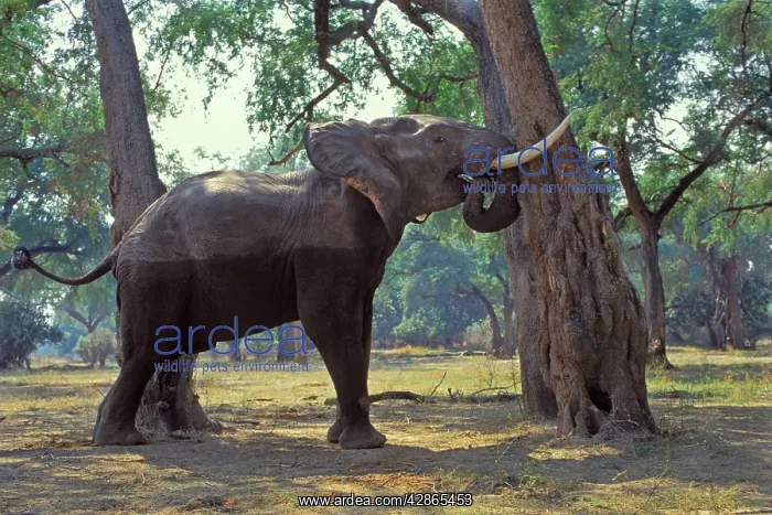 : African Elephant - Bull shaking acacia tree to : African Elephant - Bull shaking acacia tree to