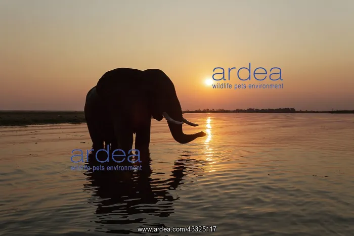 : African Elephant - bull at sunset in the Chobe River : African Elephant - bull at sunset in the Chobe River