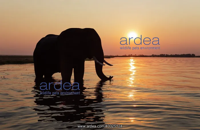 : African Elephant - bull at sunset in the Chobe River : African Elephant - bull at sunset in the Chobe River