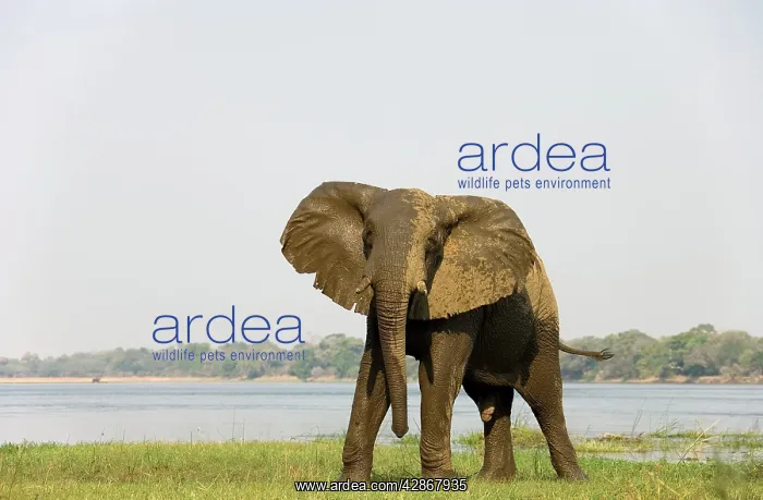 : African Elephant - Bull has been taking a bath : African Elephant - Bull has been taking a bath