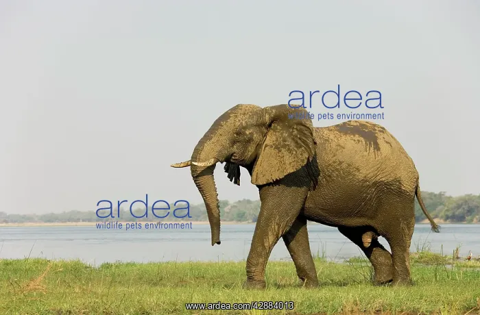 : African Elephant - Bull has been taking a bath : African Elephant - Bull has been taking a bath