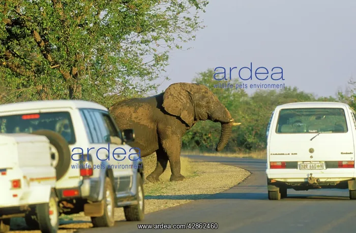 : African Elephant - bull and tourist vehicles at : African Elephant - bull and tourist vehicles at