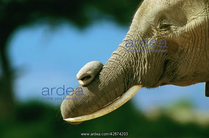  : African Elephant - bull with twisted trunk