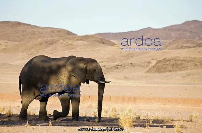 : African Elephant - Bull in typical rugged desert habitat : African Elephant - Bull in typical rugged desert habitat