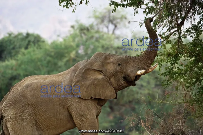 : African Elephant - bull using his trunk to pluck : African Elephant - bull using his trunk to pluck