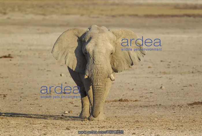 : African Elephant - bull on his way to a waterhole : African Elephant - bull on his way to a waterhole