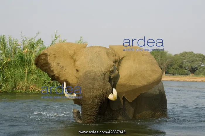: African Elephant - Bull in the Zambezi River has : African Elephant - Bull in the Zambezi River has