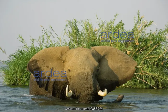  : African Elephant - Bull in the Zambezi River has