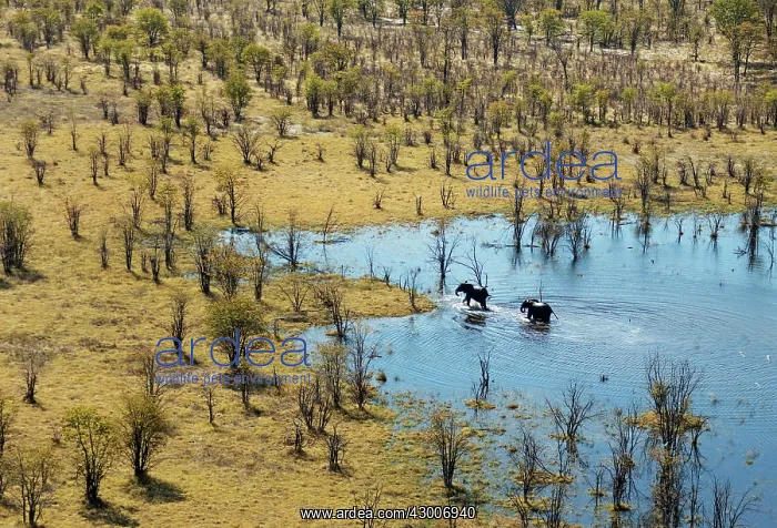 : African Elephant two bulls have been bathing in : African Elephant two bulls have been bathing in