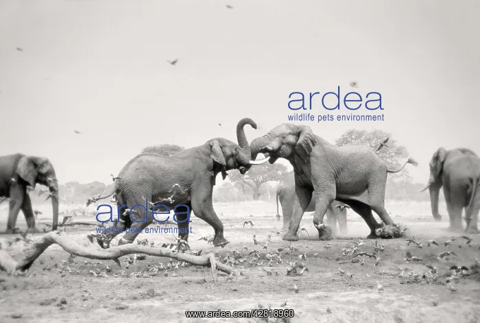 : African Elephant - bulls displaying aggressive : African Elephant - bulls displaying aggressive