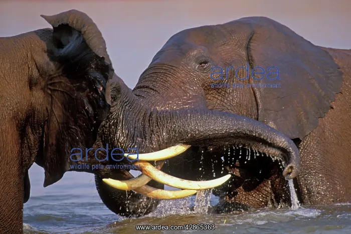 : African Elephant Bulls. Engaging in dominance : African Elephant Bulls. Engaging in dominance