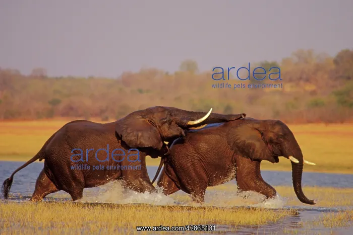 : African Elephant - Bulls engaging in dominance behavior : African Elephant - Bulls engaging in dominance behavior