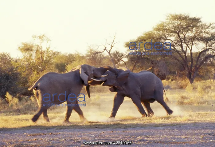: African Elephant - bulls fighting : African Elephant - bulls fighting