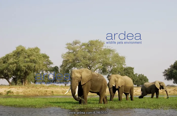 : African Elephant - Bulls grazing on a little island : African Elephant - Bulls grazing on a little island
