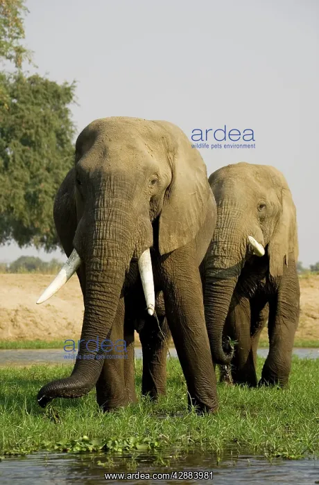: African Elephant - Bulls grazing on a little island : African Elephant - Bulls grazing on a little island